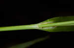 Limestone meadow sedge